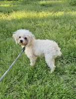 Jingle, a male Poodle - Toy  for sale in West Plains, MO – 5 of 5