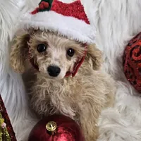 Jingle, a male Poodle - Toy  for sale in West Plains, MO – Photo 1 of 8