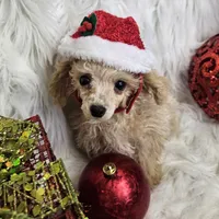 Jingle, a male Poodle - Toy  for sale in West Plains, MO – Photo 4 of 8