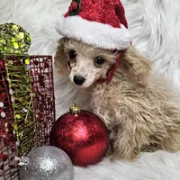 Jingle, a male Poodle - Toy  for sale in West Plains, MO – Photo 8 of 8