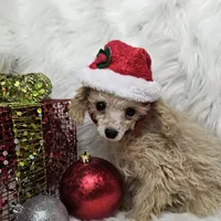 Jingle, a male Poodle - Toy  for sale in West Plains, MO – Photo 3 of 8