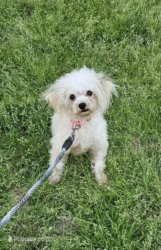 Jingle – Poodle - Toy  puppy for sale in West Plains, MO