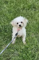 Jingle, a male Poodle - Toy  for sale in West Plains, MO – 1 of 5