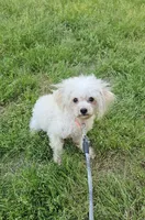 Jingle, a male Poodle - Toy  for sale in West Plains, MO – 4 of 5