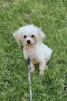 Jingle, a male Poodle - Toy  for sale in West Plains, MO – 3 of 5