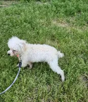 Jingle, a male Poodle - Toy  for sale in West Plains, MO – 2 of 5