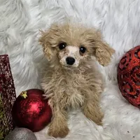 Jingle, a male Poodle - Toy  for sale in West Plains, MO – Photo 7 of 8