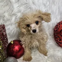 Jingle, a male Poodle - Toy  for sale in West Plains, MO – Photo 2 of 8