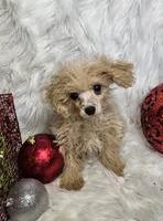 processed/27734228-6770-456a-a18d-24a48c80f52e/listing/a033d474-0036-445c-8b5d-c17c748689b5/ef386f55-2edd-4b2a-b8b8-c0c0a8f36734