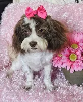Lottie, a female Shihpoo for sale in West Plains, MO – 3 of 7