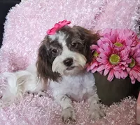 Lottie, a female Shihpoo for sale in West Plains, MO – 4 of 7