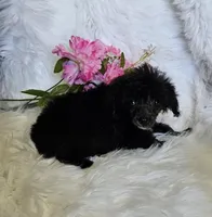 Jayla, a female Poodle - Toy  for sale in West Plains, MO – Photo 4 of 6