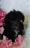 Jayla, a female Poodle - Toy  for sale in West Plains, MO – Photo 1 of 6