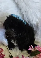 Jayla, a female Poodle - Toy  for sale in West Plains, MO – Photo 3 of 6