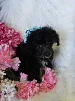 Jayla, a female Poodle - Toy  for sale in West Plains, MO – Photo 6 of 6