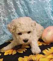 Odie, a male Poodle - Toy  for sale in West Plains, MO – Photo 3 of 4