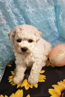 Odie, a male Poodle - Toy  for sale in West Plains, MO – Photo 2 of 4