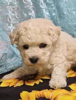 Odie, a male Poodle - Toy  for sale in West Plains, MO – Photo 1 of 4