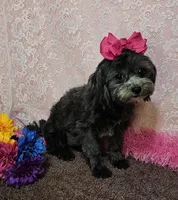 Fanta, a female Shihpoo and Shih Tzu for sale in West Plains, MO – Photo 4 of 6