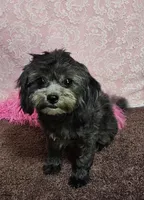 Fanta, a female Shihpoo and Shih Tzu for sale in West Plains, MO – Photo 2 of 6