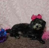 Fanta, a female Shihpoo and Shih Tzu for sale in West Plains, MO – Photo 5 of 6