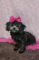 Fanta, a female Shihpoo and Shih Tzu for sale in West Plains, MO – Photo 1 of 6
