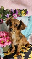 Scooby, a male Chiweenie for sale in West Plains, MO – 3 of 4