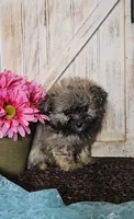 Taz, a male Pomapoo for sale in West Plains, MO – 3 of 3