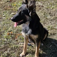 Raven, a female Australian Shepherd and German Shepherd Dog for sale in West Plains, MO – Photo 2 of 4