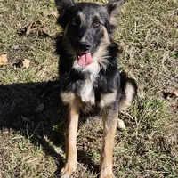 Raven, a female Australian Shepherd and German Shepherd Dog for sale in West Plains, MO – Photo 3 of 4