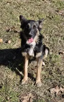 Raven, a female Australian Shepherd and German Shepherd Dog for sale in West Plains, MO – Photo 3 of 4