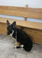 Raven, a female Australian Shepherd and German Shepherd Dog for sale in West Plains, MO – 5 of 5