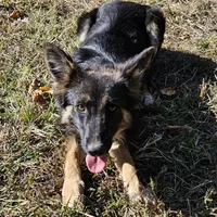 Raven, a female Australian Shepherd and German Shepherd Dog for sale in West Plains, MO – Photo 4 of 4