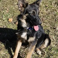 Raven, a female Australian Shepherd and German Shepherd Dog for sale in West Plains, MO – Photo 1 of 4