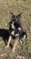 Raven, a female Australian Shepherd and German Shepherd Dog for sale in West Plains, MO – Photo 1 of 4