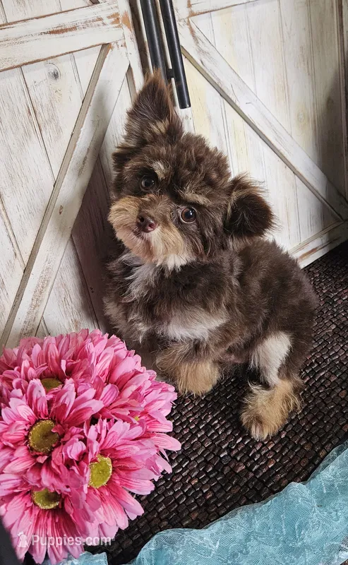 Monkee, a male Pomapoo for sale in West Plains, MO – 1 of 4