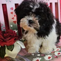 Blitzen, a male Shihpoo for sale in West Plains, MO – Photo 1 of 5