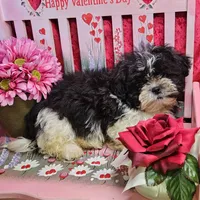 Blitzen, a male Shihpoo for sale in West Plains, MO – Photo 4 of 5