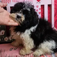 Blitzen, a male Shihpoo for sale in West Plains, MO – Photo 3 of 5