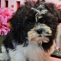 Blitzen, a male Shihpoo for sale in West Plains, MO – Photo 5 of 5
