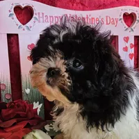 Blitzen, a male Shihpoo for sale in West Plains, MO – Photo 2 of 5