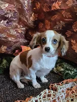 Darla, a female Chiweenie for sale in West Plains, MO – Photo 3 of 5