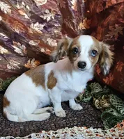 Darla, a female Chiweenie for sale in West Plains, MO – Photo 1 of 5