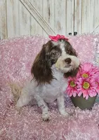 Lottie, a female Shihpoo for sale in West Plains, MO – 2 of 7