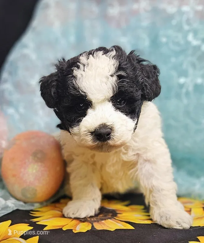 Ozzie – Poodle - Toy  puppy for sale in West Plains, MO