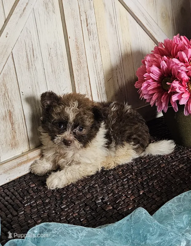 Teddy, a male Pomapoo for sale in West Plains, MO – 1 of 4