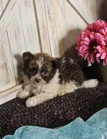 Teddy, a male Pomapoo for sale in West Plains, MO – 1 of 4