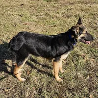 Roxie, a female Australian Shepherd and German Shepherd Dog for sale in West Plains, MO – Photo 2 of 3