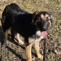 Roxie, a female Australian Shepherd and German Shepherd Dog for sale in West Plains, MO – Photo 1 of 3