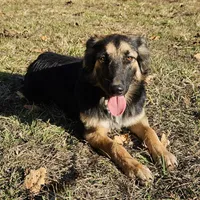 Roxie, a female Australian Shepherd and German Shepherd Dog for sale in West Plains, MO – Photo 3 of 3